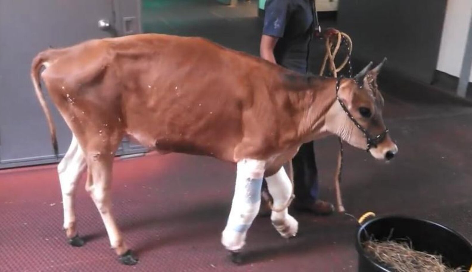 Watch One Severely Injured Dairy Cow Go From Rescue To Recovery To Four