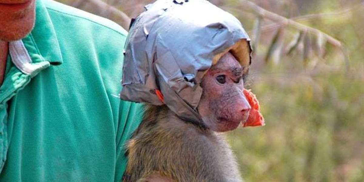 Baby Monkey Hurts Her Head — And Gets Little Helmet To Save Her Life