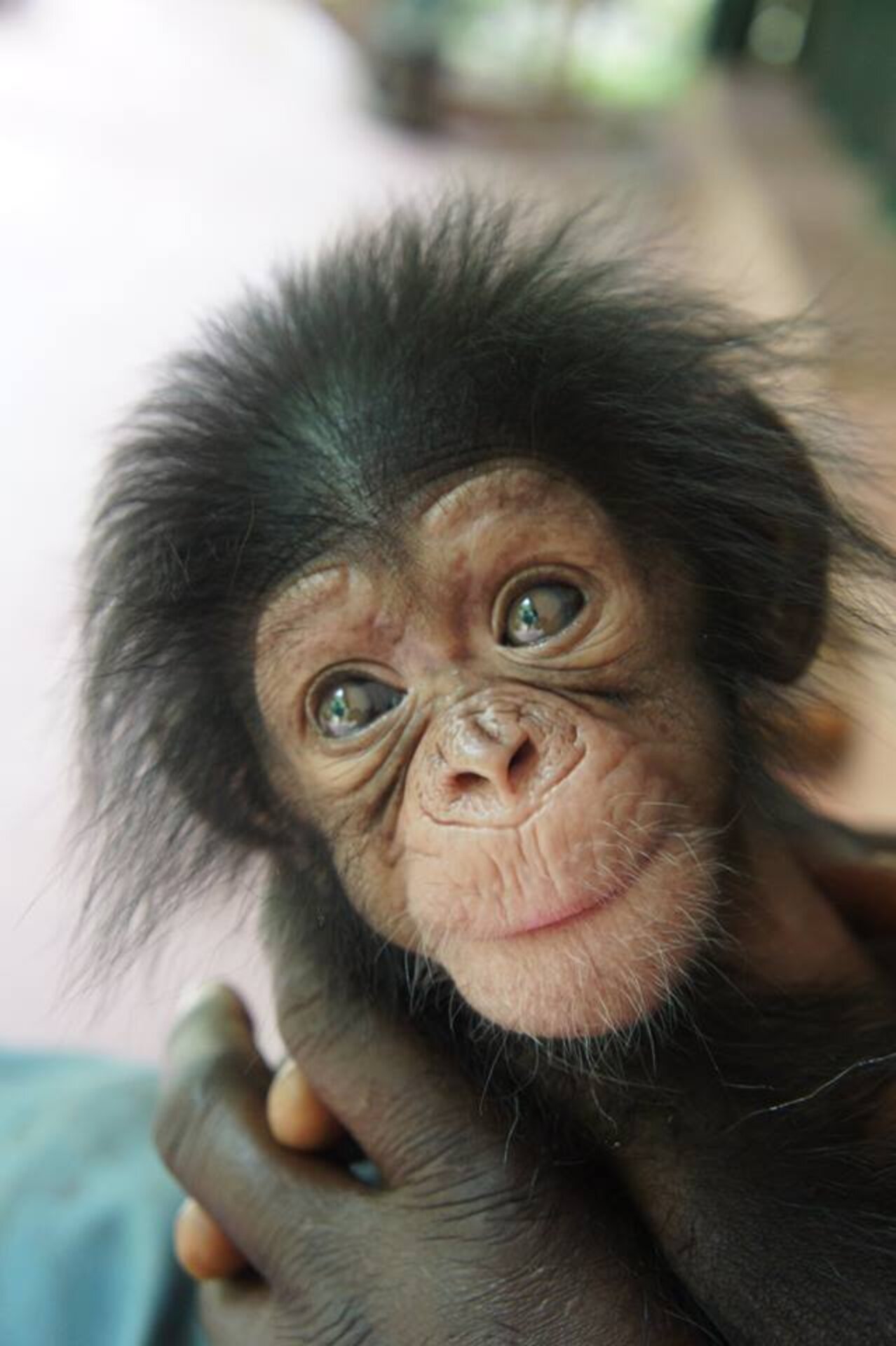 Baby Chimp Makes New Friends While He Waits To Reunite With Mom The Dodo