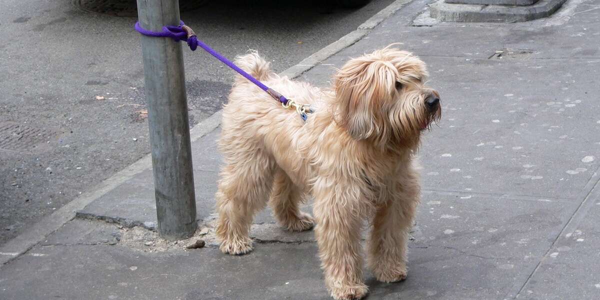 People Actually Think It's OK To Tie Dogs Up And Abandon Them The Dodo