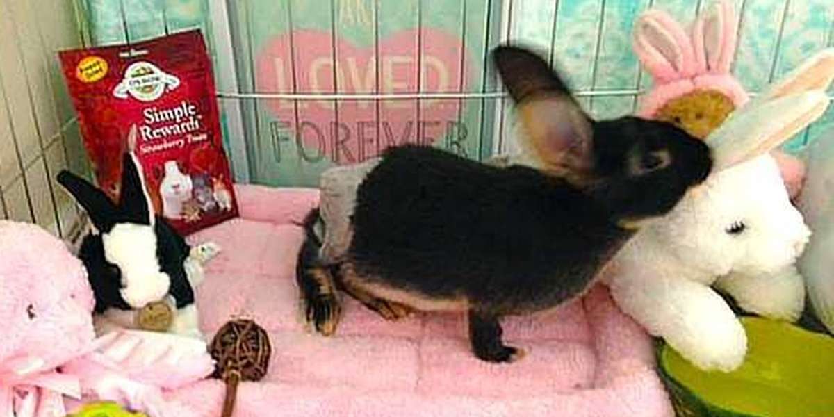 Rabbit Abused In Viral Video Is Now Showered With Gifts The Dodo