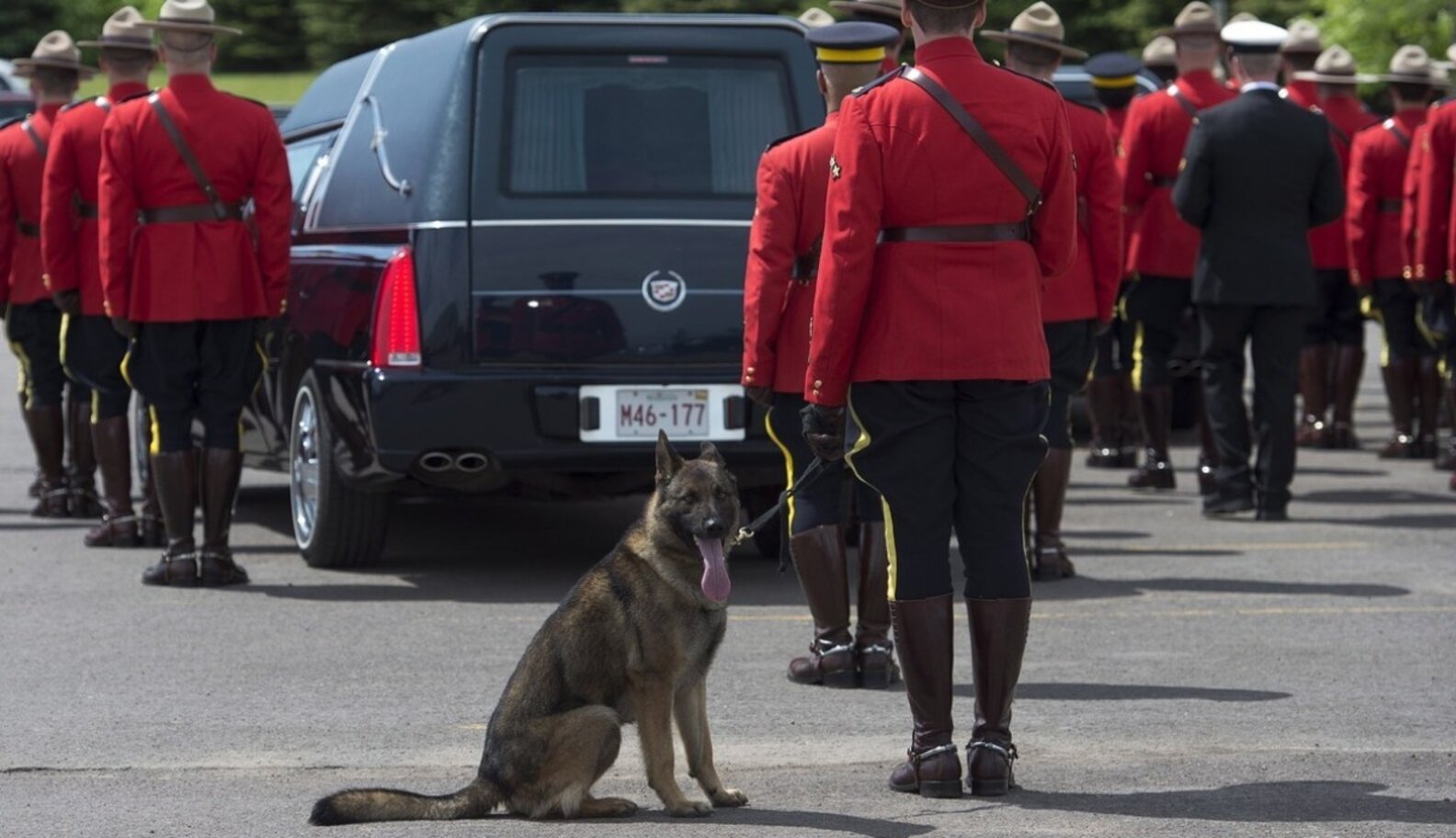 5 Incredibly Devoted Dogs Who Mourned The Deaths Of Their Owners The Dodo
