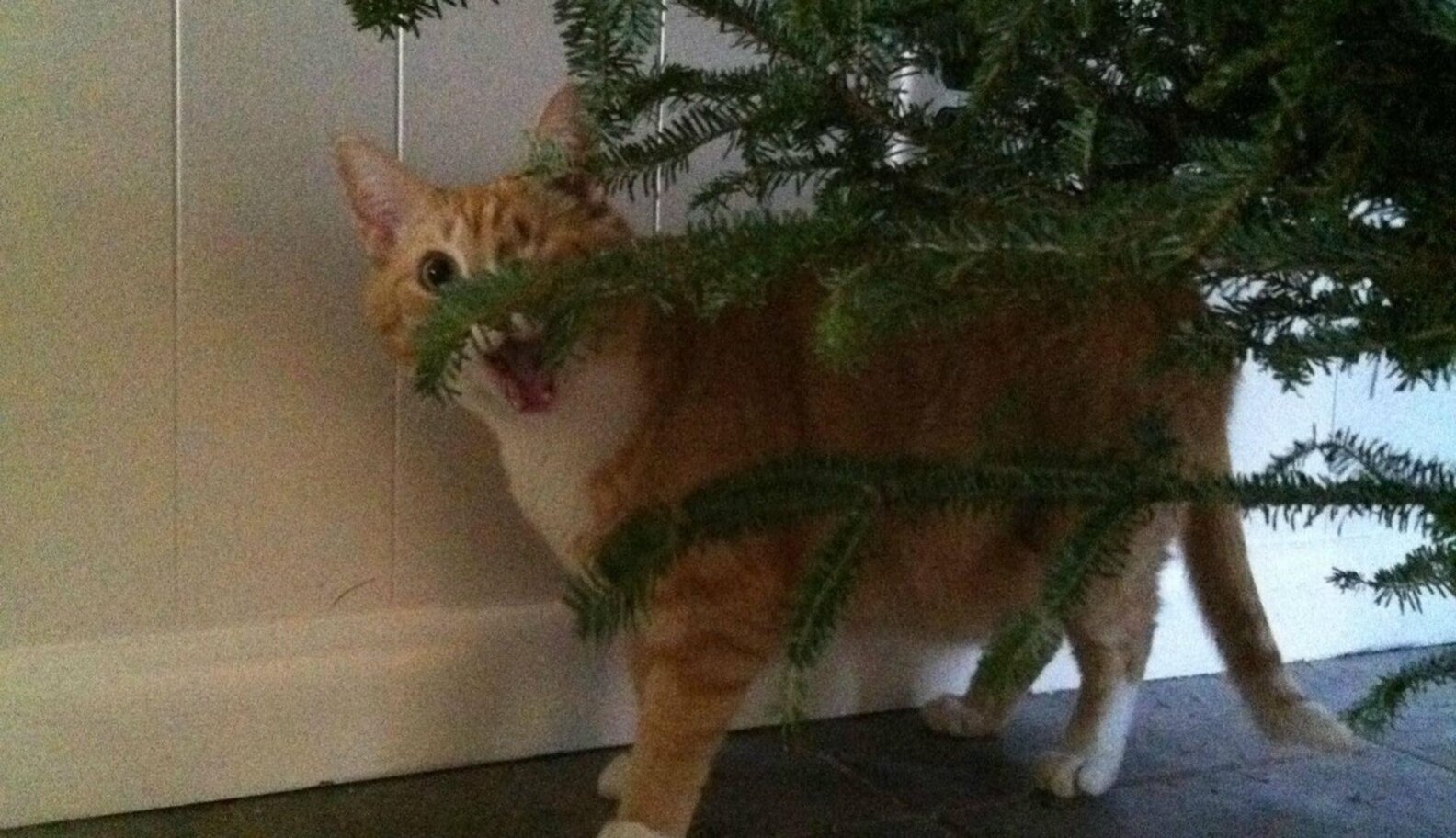13 Cats Who Are Baffled By The Whole Christmas Tree Thing The Dodo