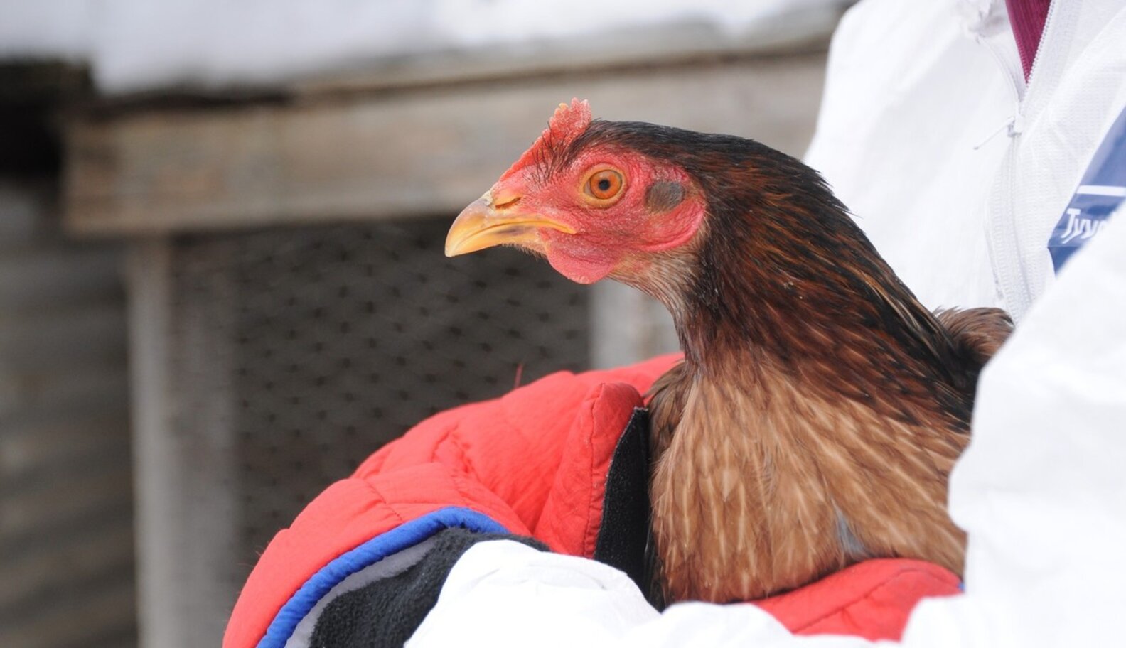 Rescued Roosters Await Permanent Homes The Dodo