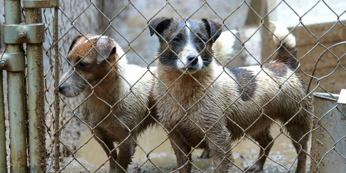 36 Best Photos Puppy Store Nyc Puppy Zoomies NJ Puppy Store