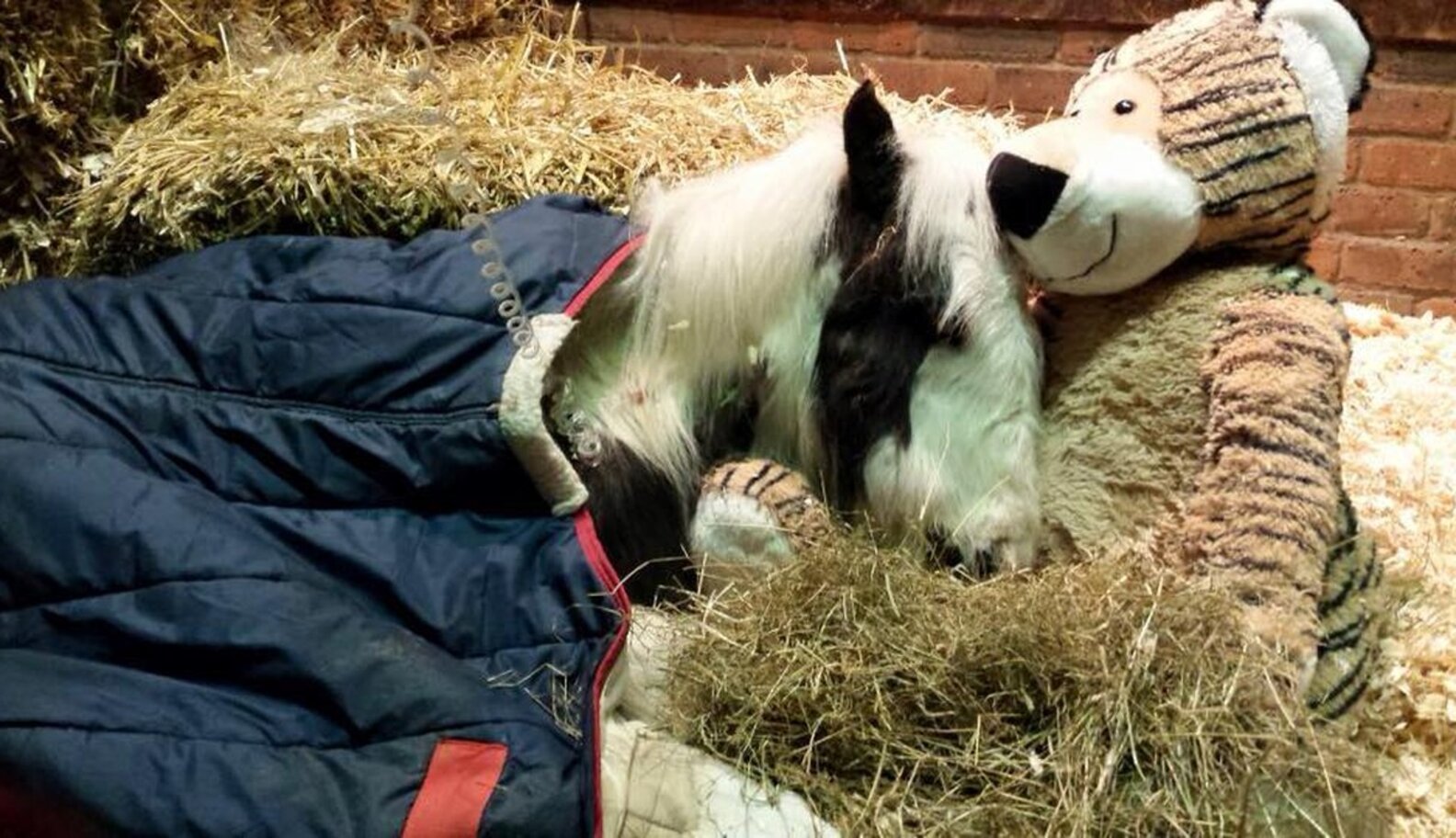 Baby Horse Who Was 'Left For Dead' Stands For The First Time In Weeks