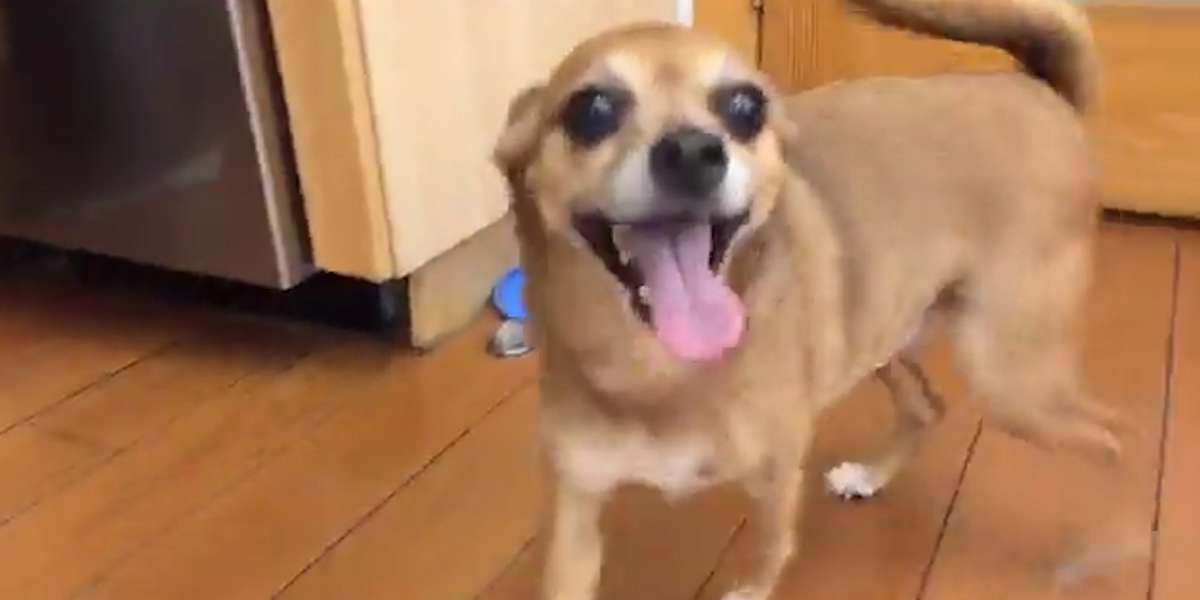 Office Dog Goes Back To Work After The Holiday Break The Dodo