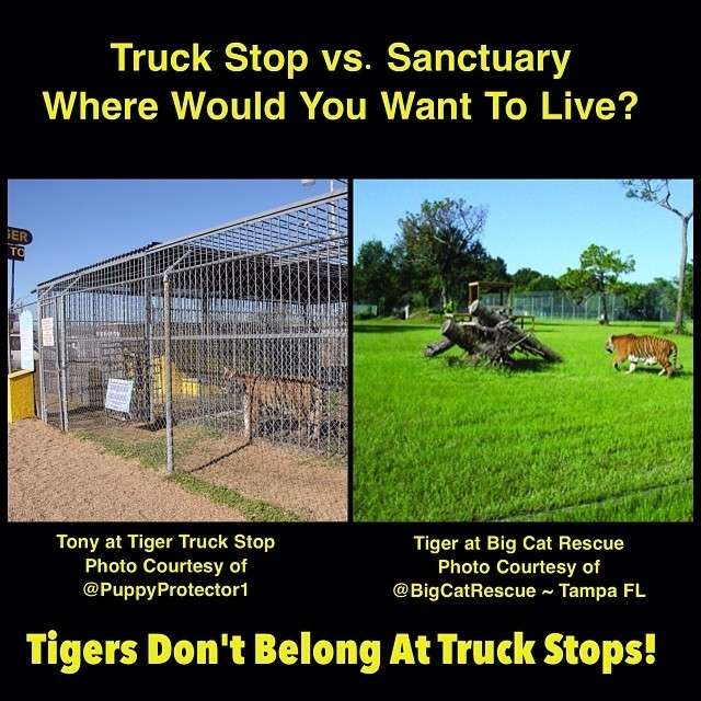 Keep ROARING For Tony The Truck Stop Tiger! The Dodo