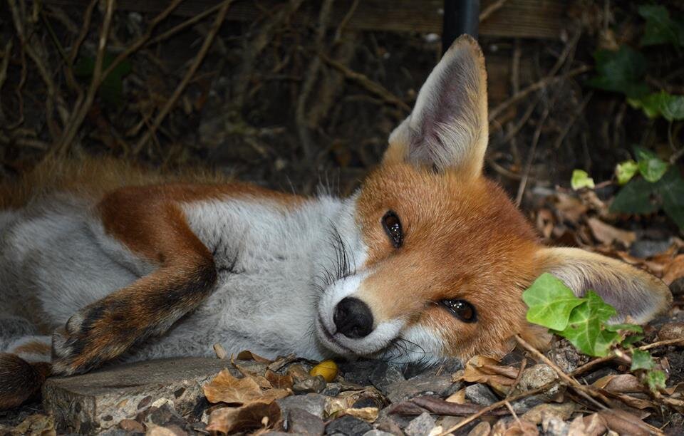Foxes Are Being Killed In London Right Now The Dodo