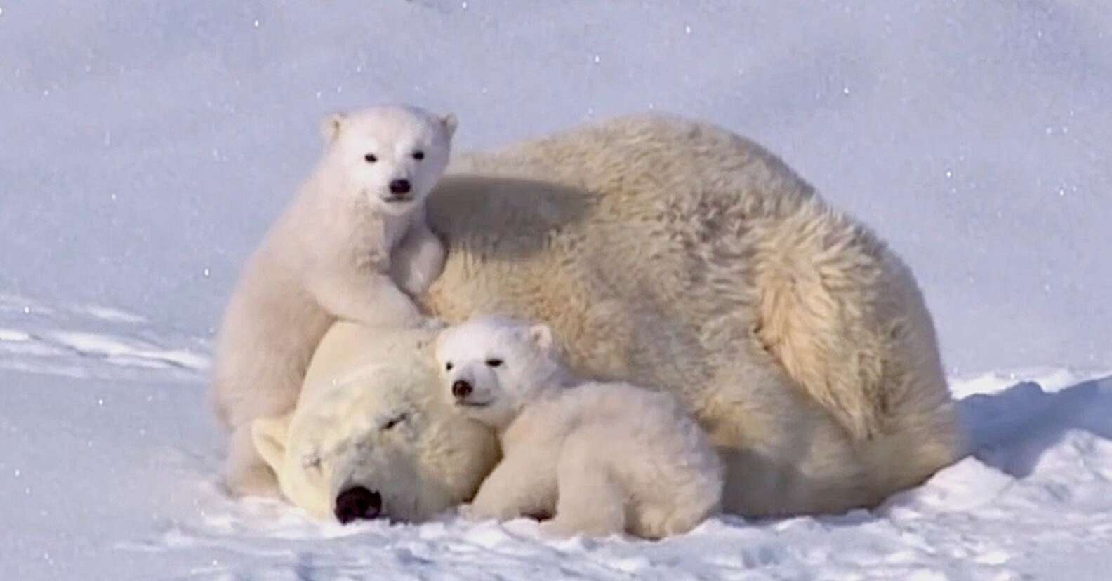 Polar Bear Family Enjoys Quality Time Together The Dodo