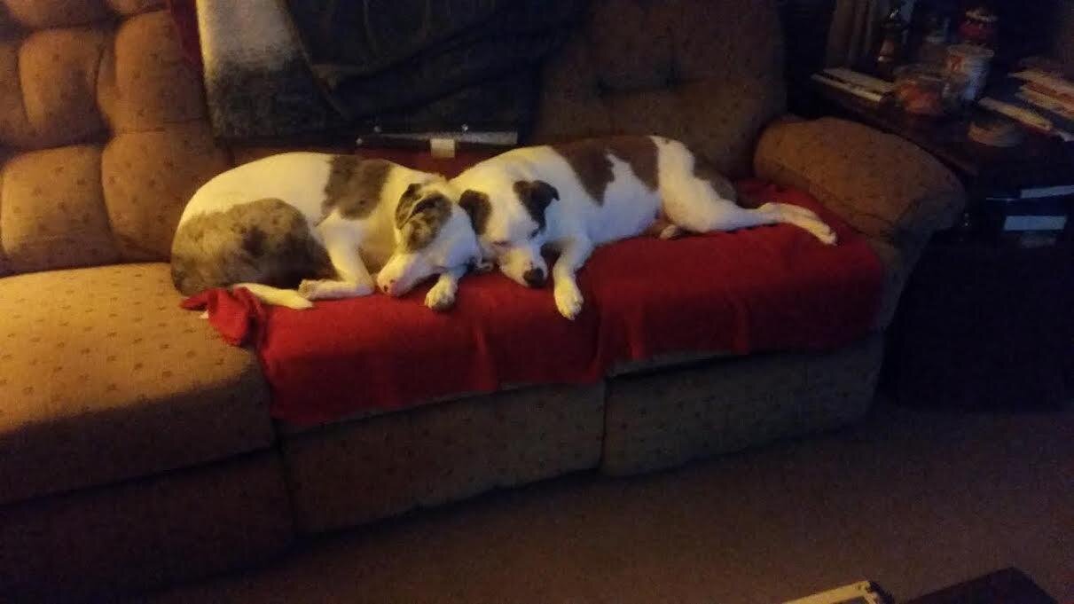 Can Dogs Know When Another Dog Is Blind? The Dodo