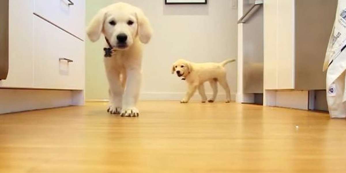 Amazing Timelapse Video Shows Just How Fast Puppies Grow Up The Dodo