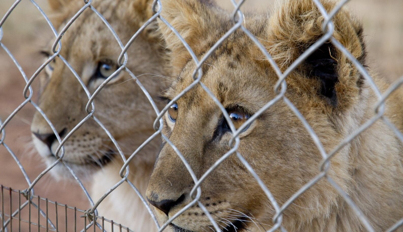 Newborn Lions Are Being Stolen From Their Moms — And Handed Over To