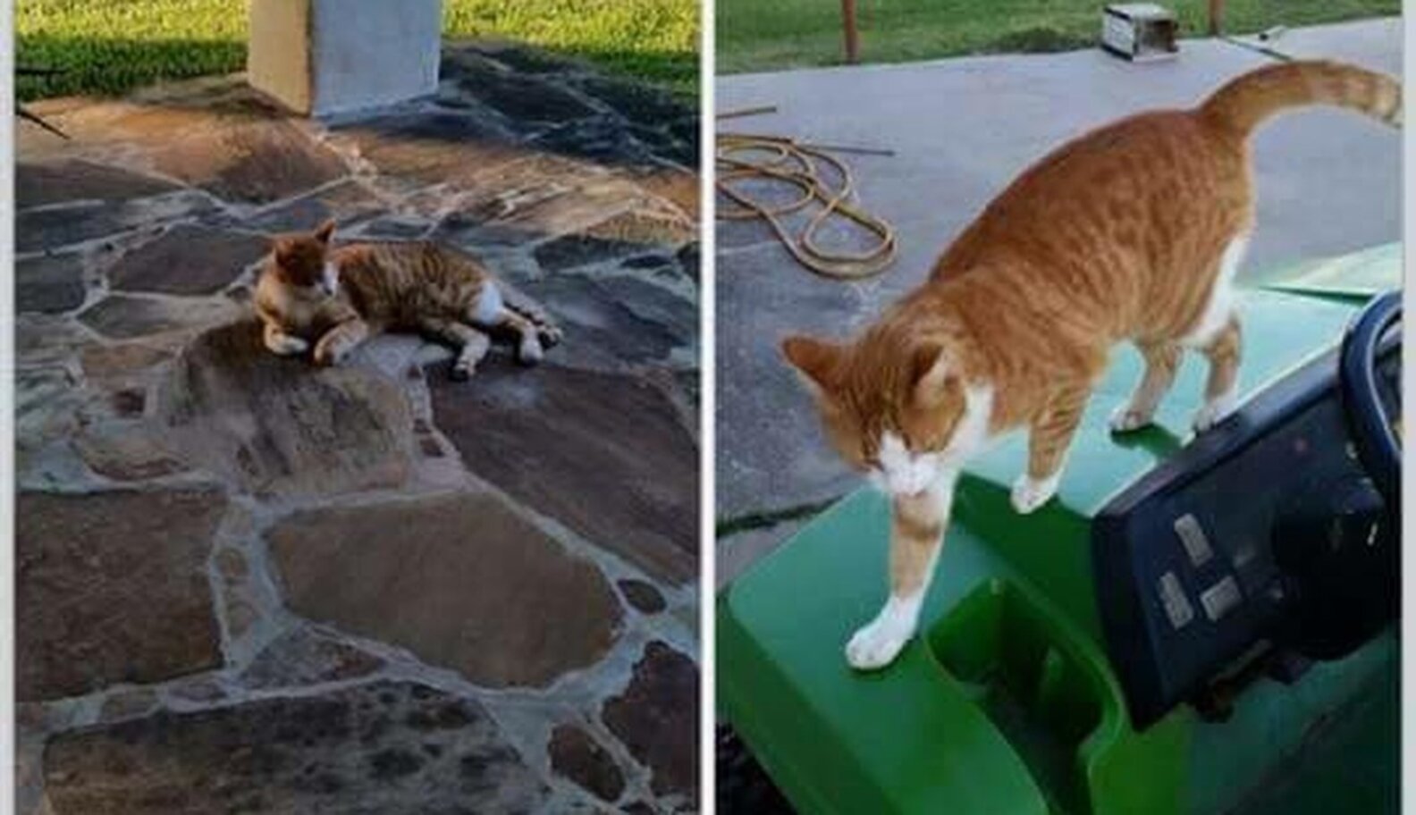 Veterinarian Brags About Shooting Cat With Arrow, Still Isn't Charged