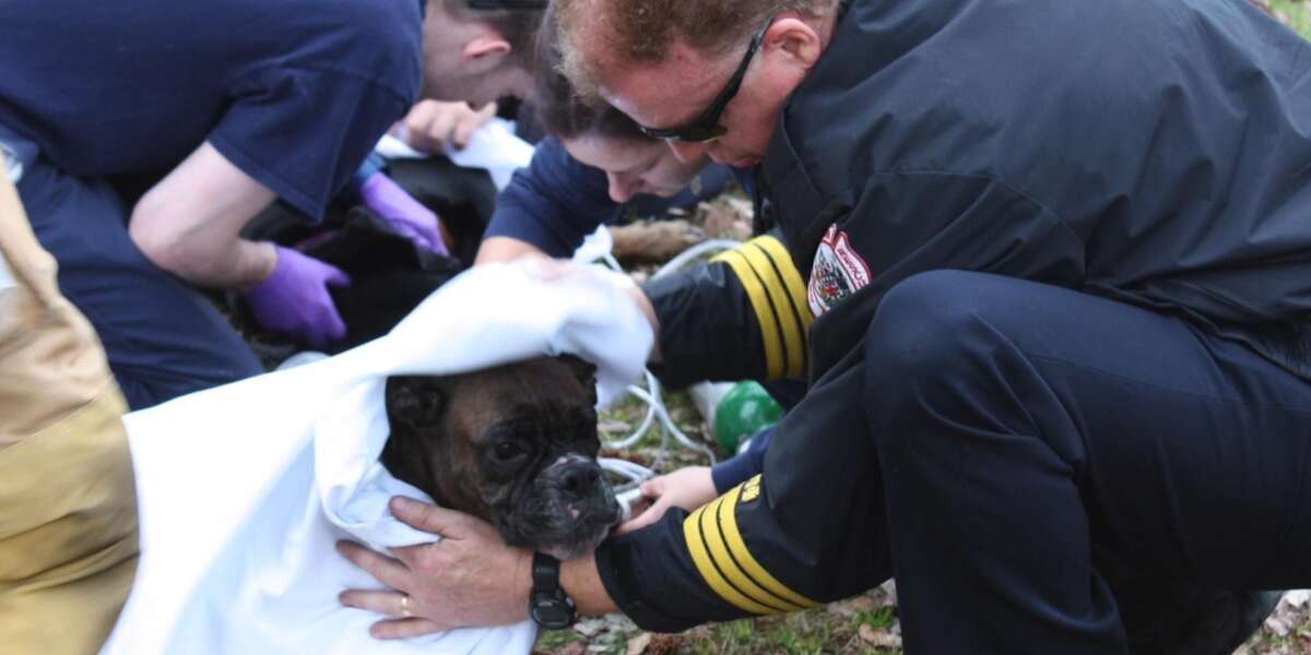 Firefighters Rescue Dogs From Burning Building The Dodo