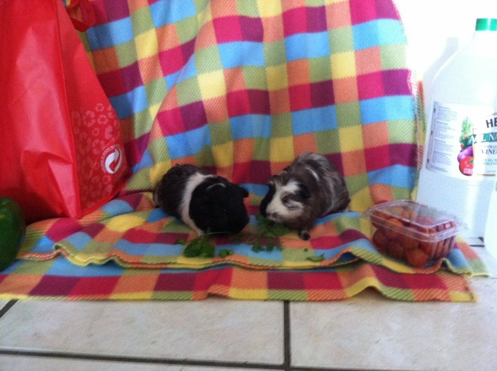 'Horrible' Hoarding Case Shows How Littlest Rescue Animals Slip Through