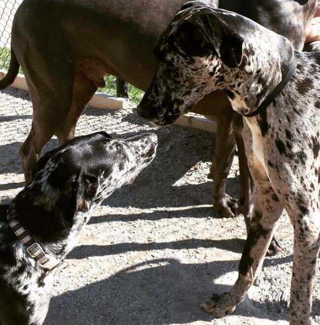 Do Dogs Know What They Look Like