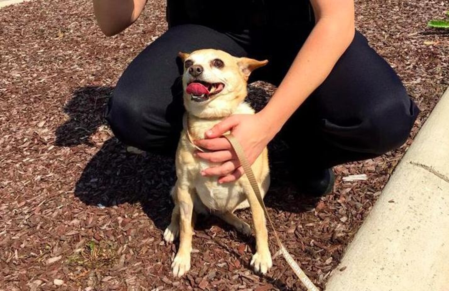 'Dead And Buried' Dog Shows Up At Shelter Weeks Later Alive The Dodo