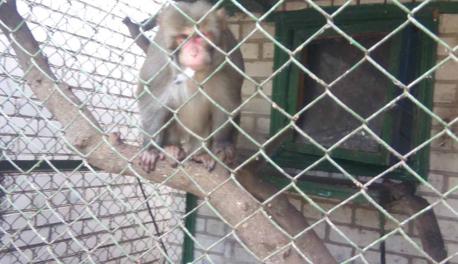 How An Abandoned Soviet Zoo In Ukraine Is A Sanctuary For Its