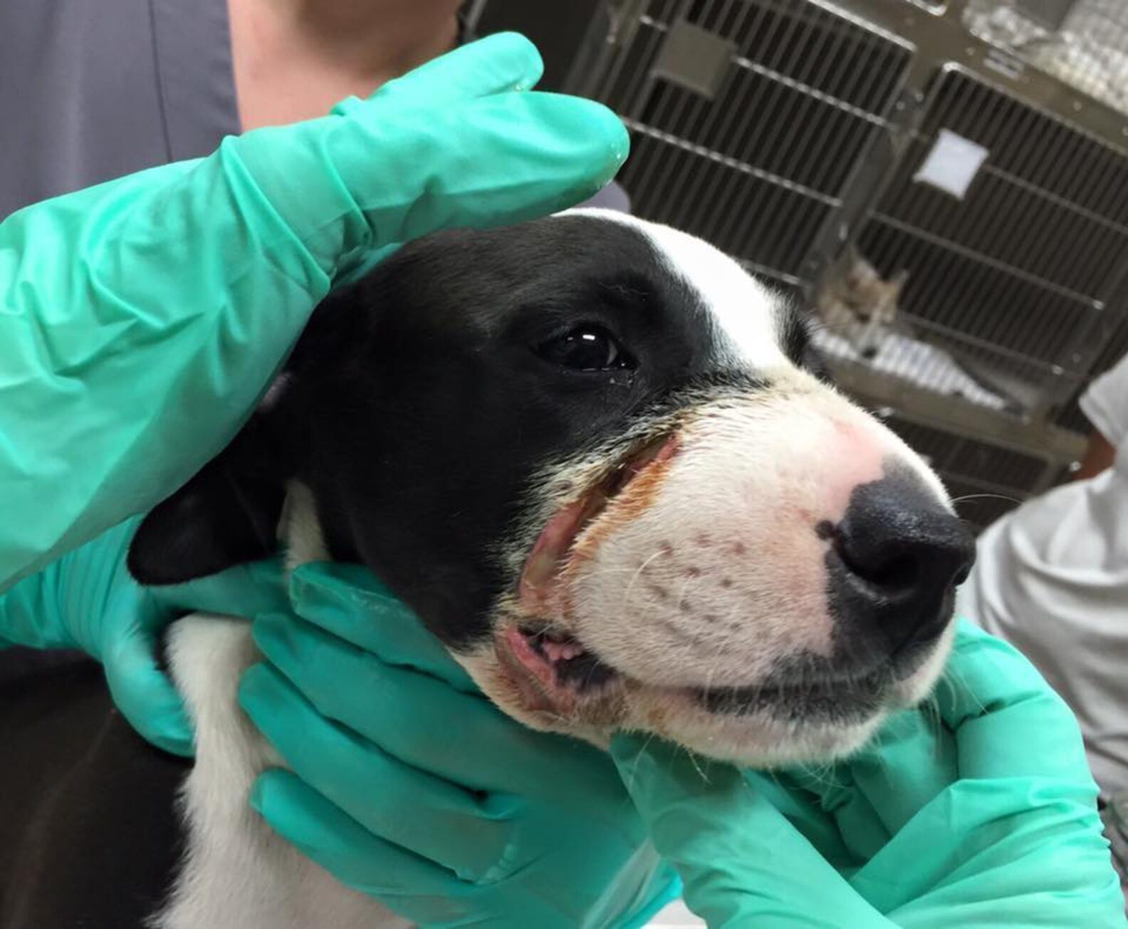 Some Vile Human Taped This Puppy's Mouth Shut And Hasn't Been Found
