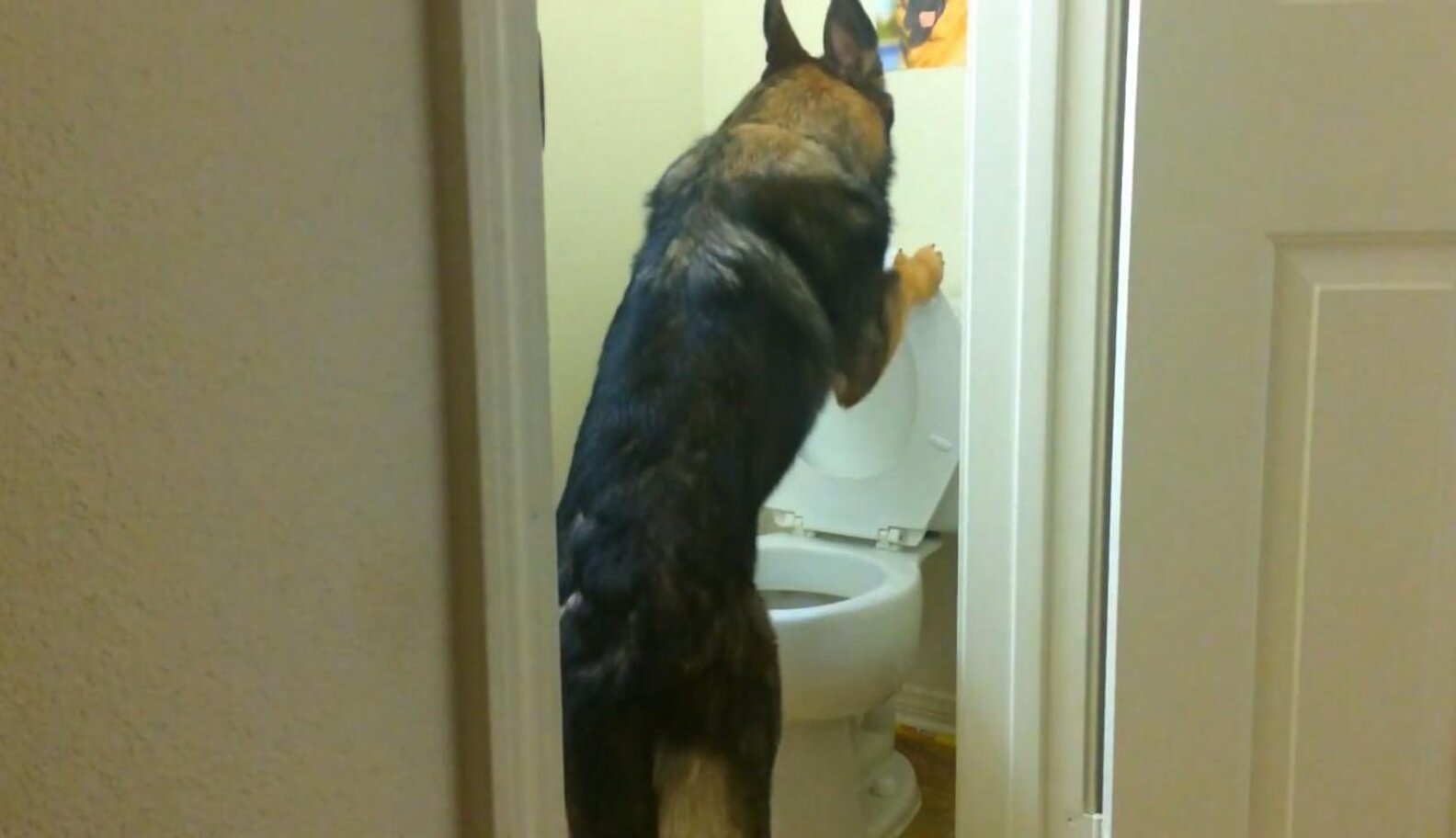 Genius Puppy Pees In Toilet (And Remembers To Put The Seat Down) The Dodo