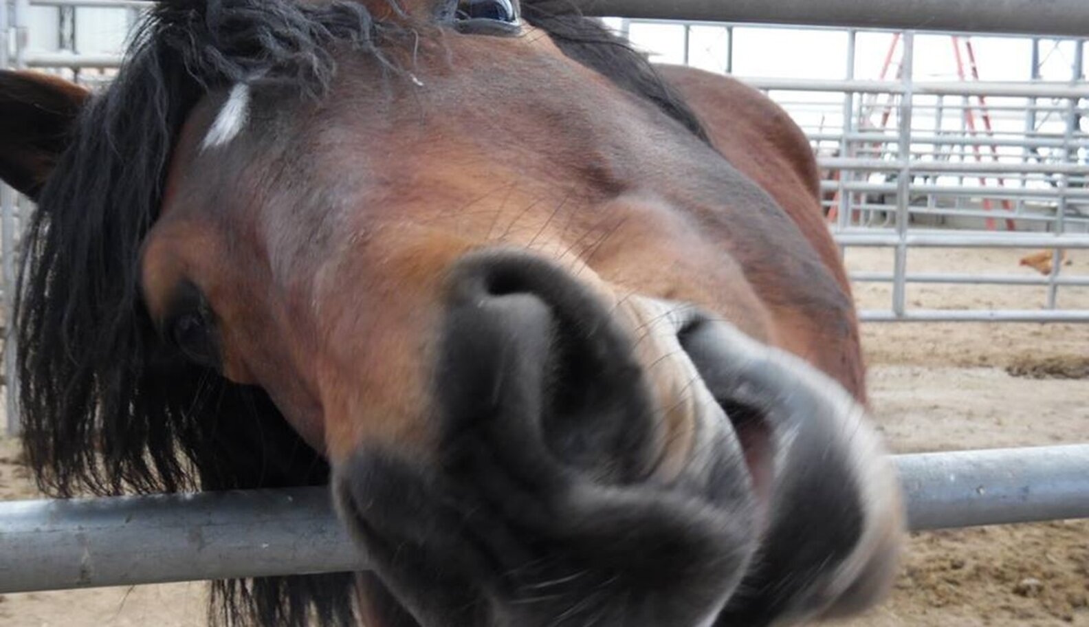 Horses Locked In Hellhole Barn For Over 10 Years Are Finally Free The