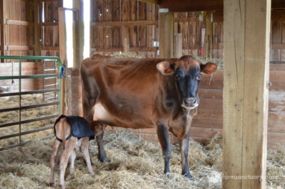 Cow Won't Let Anyone Near Her Baby Until She Knows She Can Keep Him