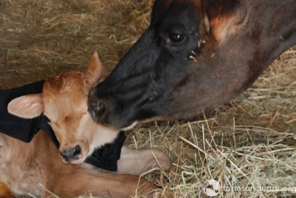 Cow Won't Let Anyone Near Her Baby Until She Knows She Can Keep Him