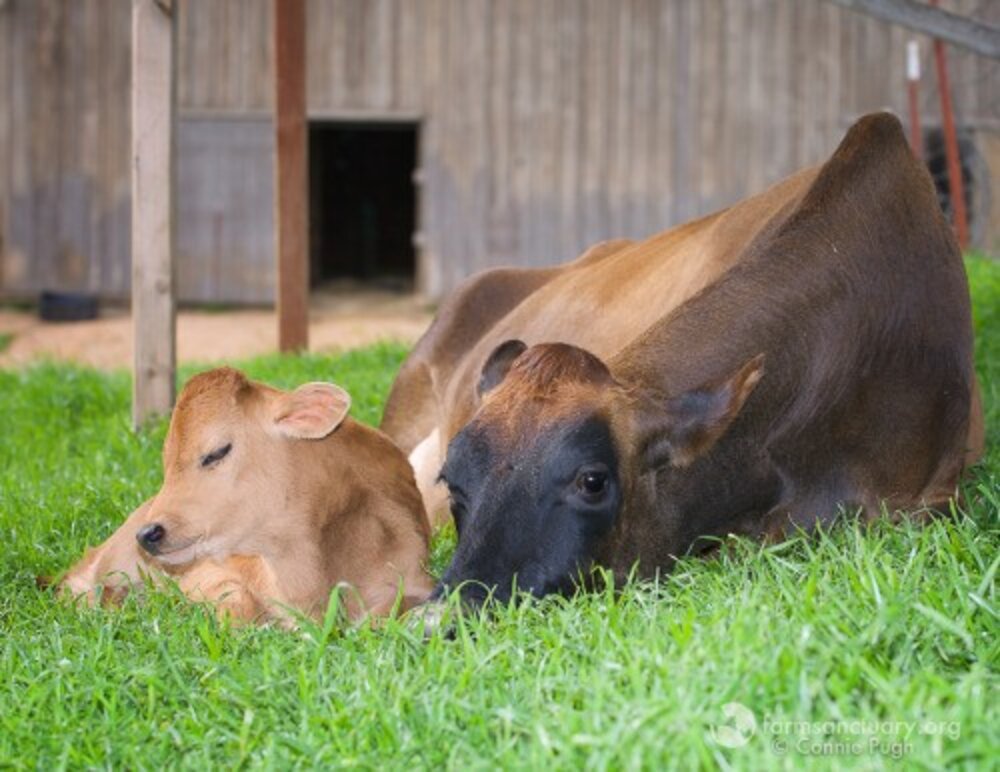 Cow Won't Let Anyone Near Her Baby Until She Knows She Can Keep Him