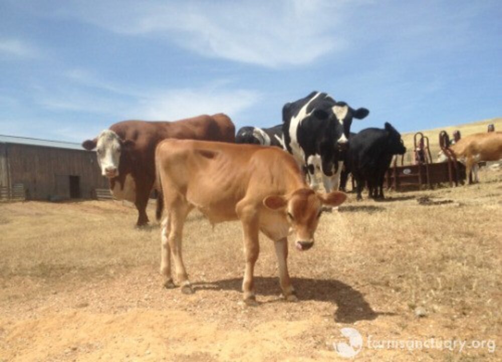 Cow Won't Let Anyone Near Her Baby Until She Knows She Can Keep Him