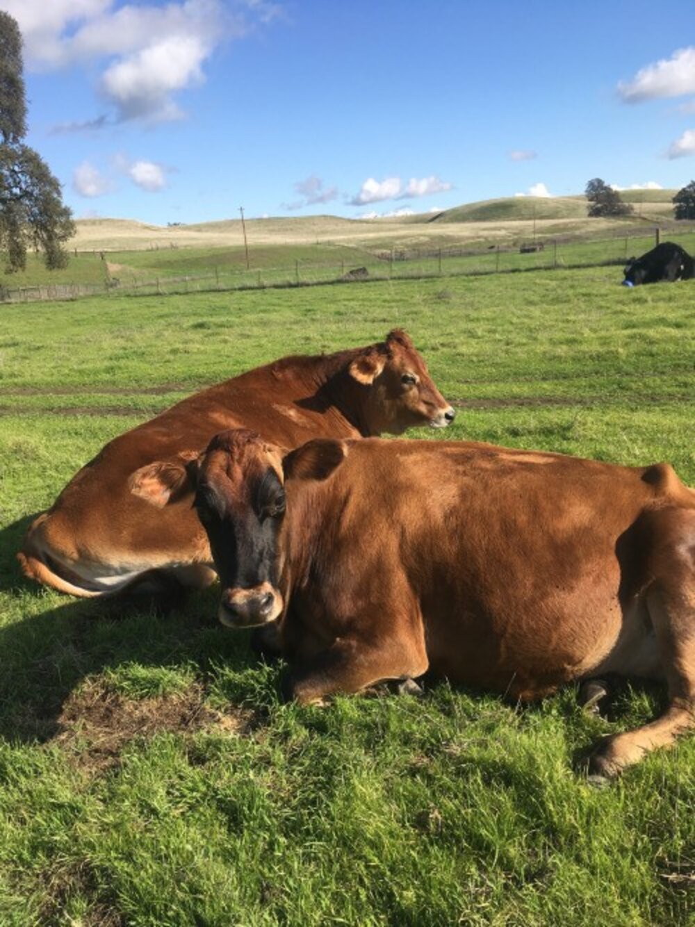 Cow Won't Let Anyone Near Her Baby Until She Knows She Can Keep Him