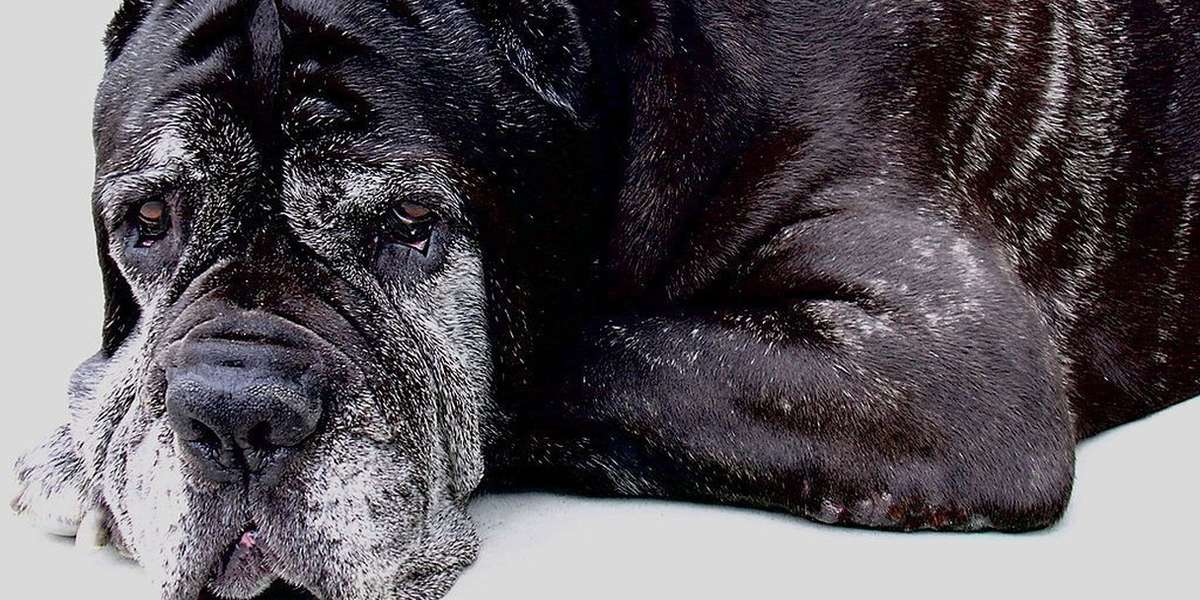 This Pill Could Add Years To Your Dog's Life The Dodo