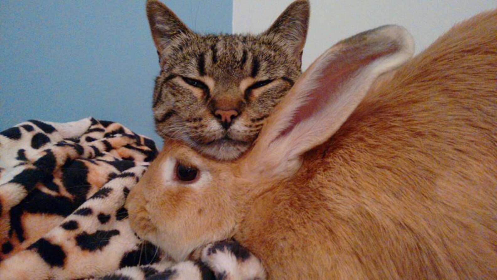 Rescue Cat Can't Stop Grooming And Cuddling Her Rabbit The Dodo