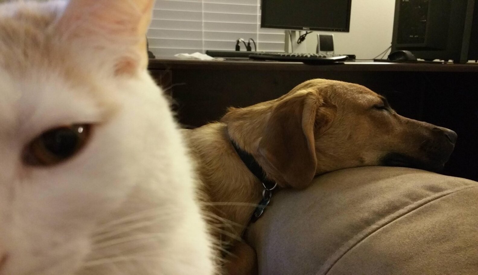 11 Jealous Cats With A Sibling Rivalry Problem The Dodo