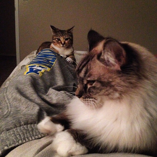 11 Jealous Cats With A Sibling Rivalry Problem The Dodo