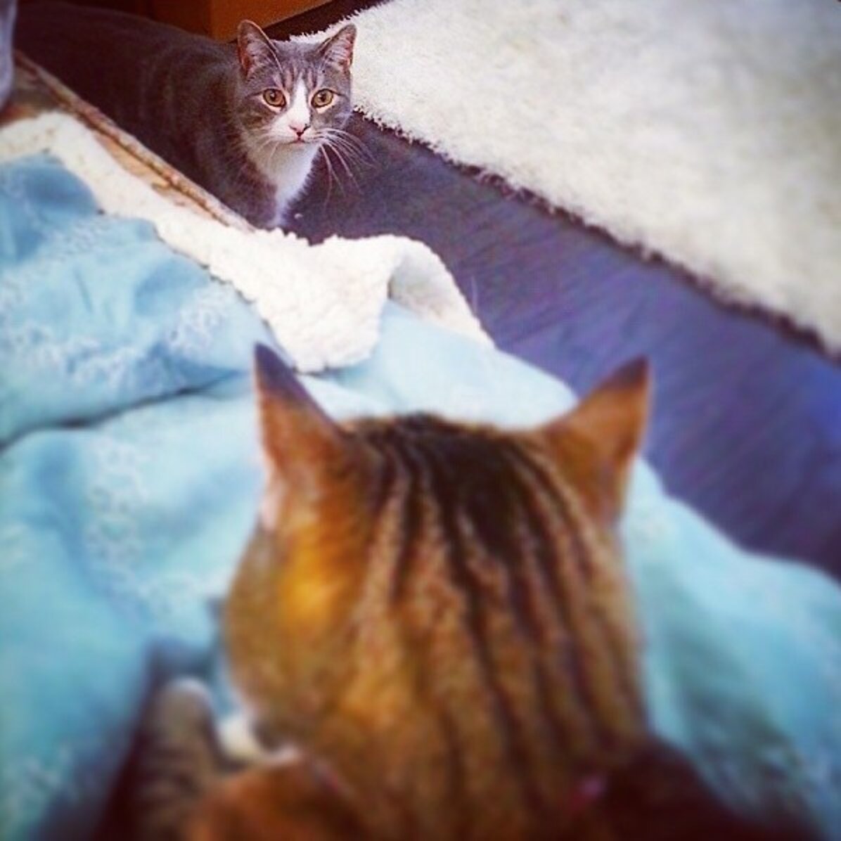 11 Jealous Cats With A Sibling Rivalry Problem The Dodo