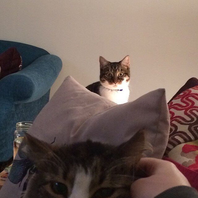 11 Jealous Cats With A Sibling Rivalry Problem The Dodo