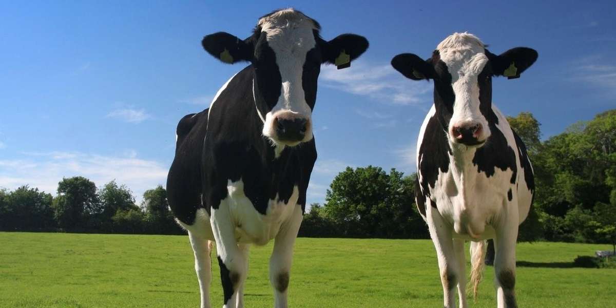 These Pampered Cows Get Pedicures, Sleep On Beds And Produce 3 Times