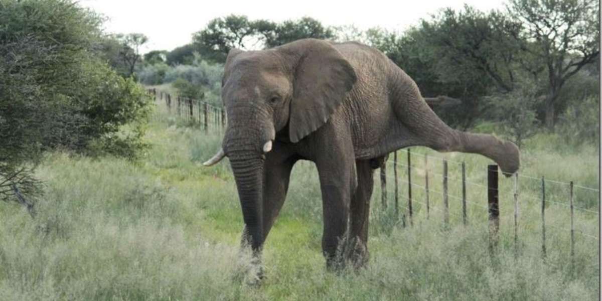 Delicate Elephant Tiptoes Over Fence Instead Of Trampling It The Dodo