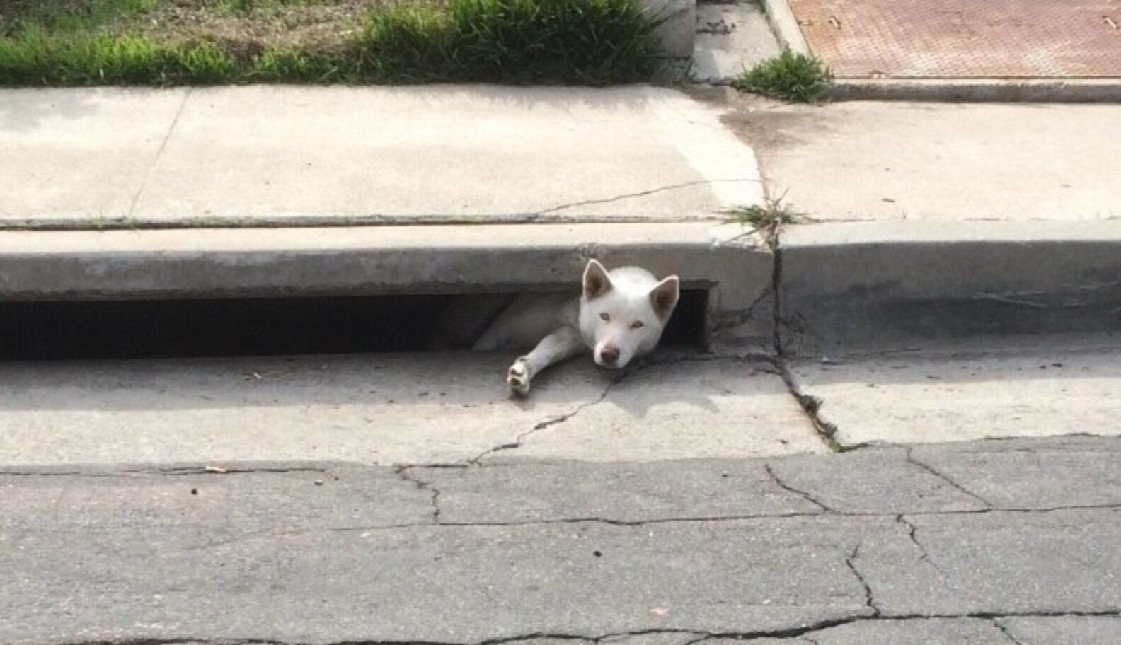 Hapless Husky Gets A Helping Hand After Misadventure In Storm Drain