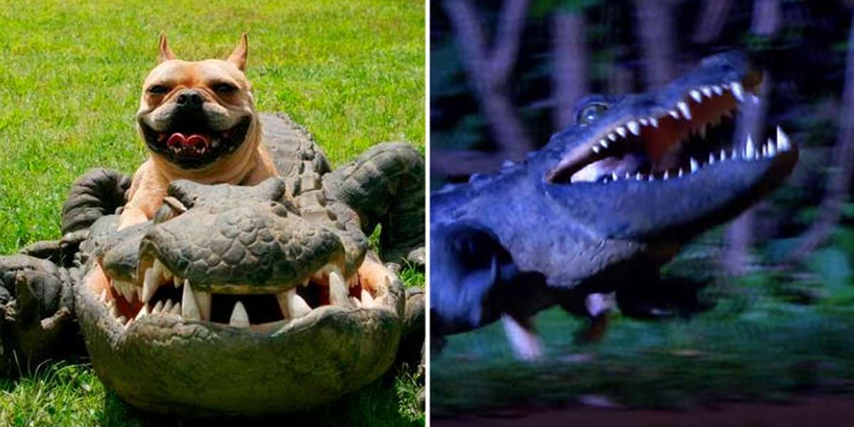 Little Dog Pranks Everyone With His New Costume The Dodo