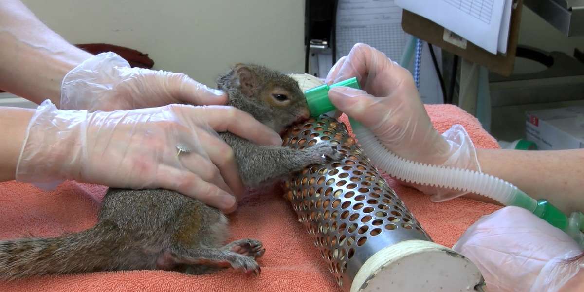Hungry Squirrel's Painful Tooth Troubles Get Remedied With Loving Hands
