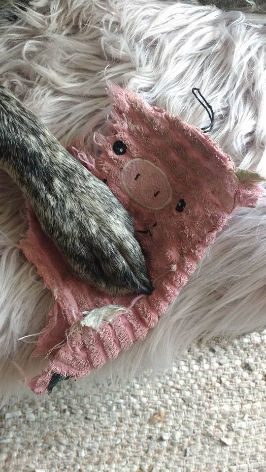 Why Do Dogs Have Favorite Toys