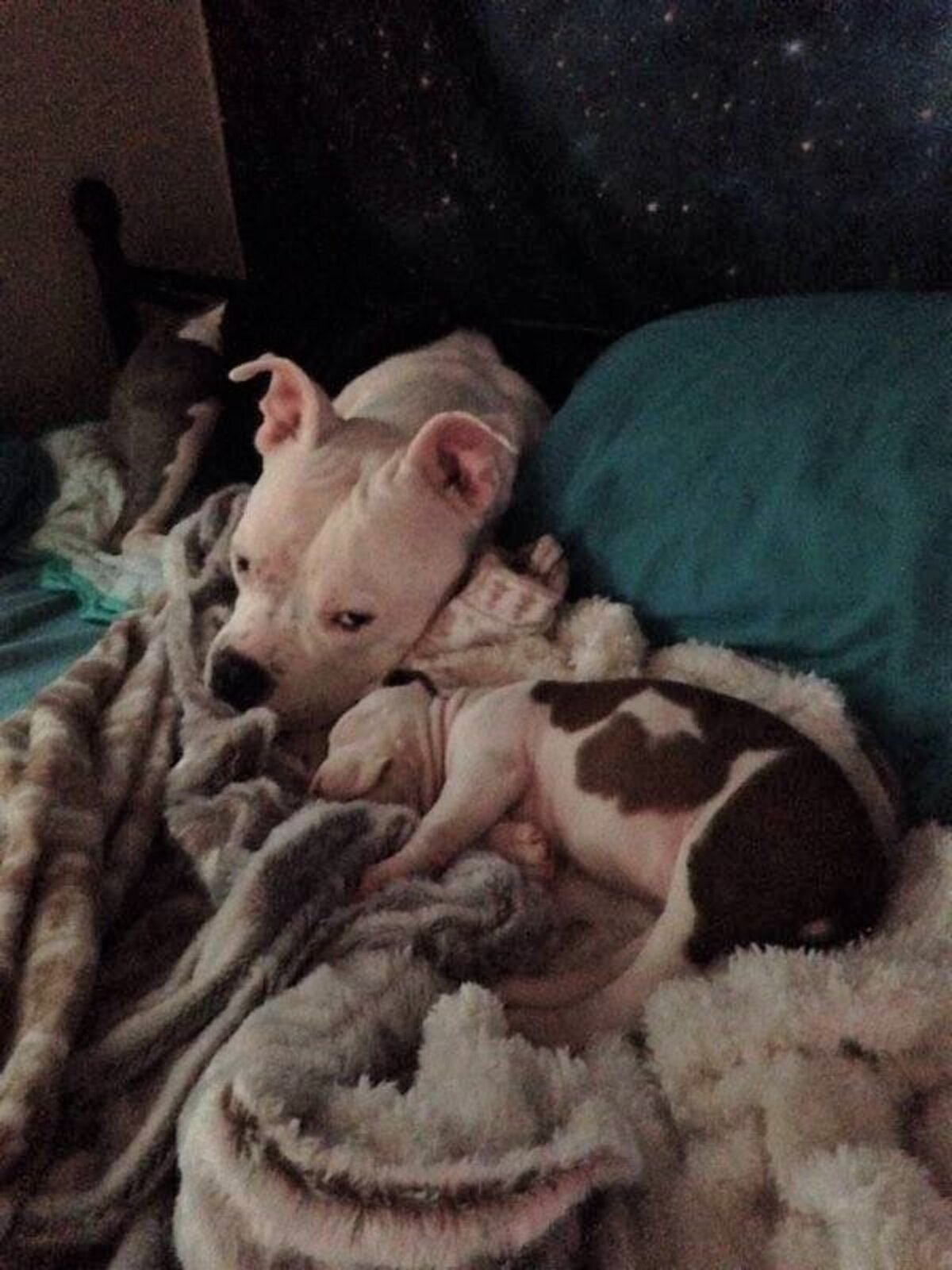 Kidnapped Dog Who Made It Home Has A New Best Friend Now The Dodo