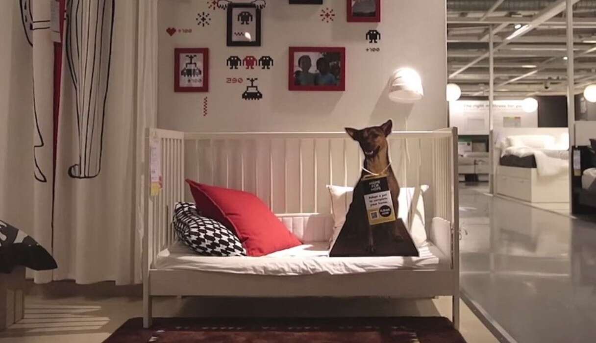 Do Ikea Allow Dogs