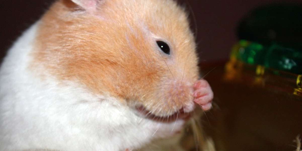 Why Are These Hamsters Faking Their Own Deaths? The Dodo
