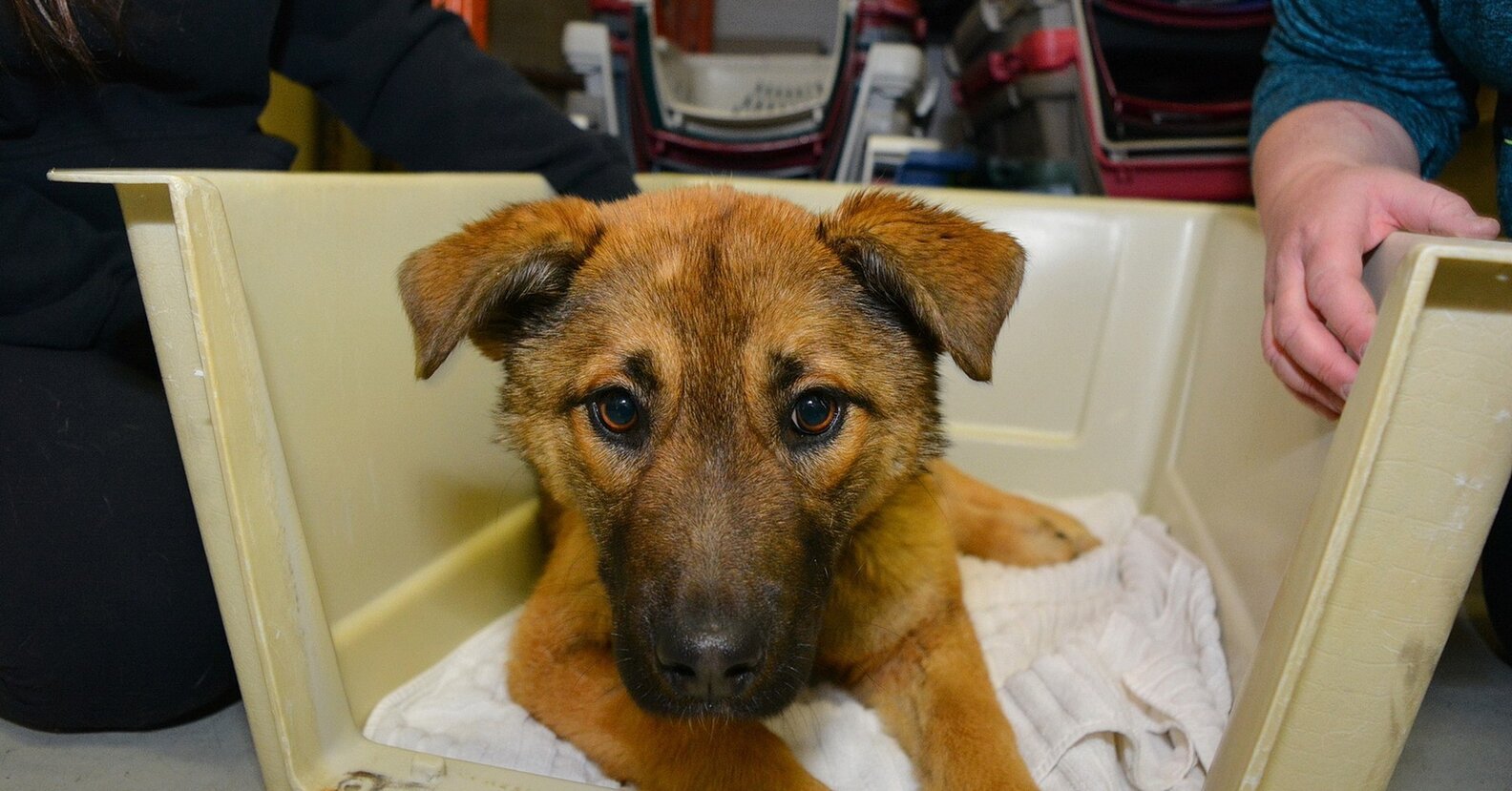 Puppy Hit By Car Waits 12 Hours In Snow For Someone To Help The Dodo