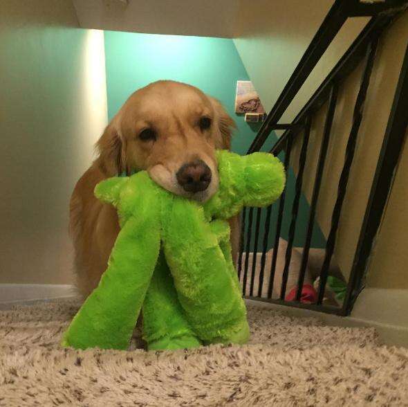 Dog Takes A New Toy To Bed With Her Every Night The Dodo