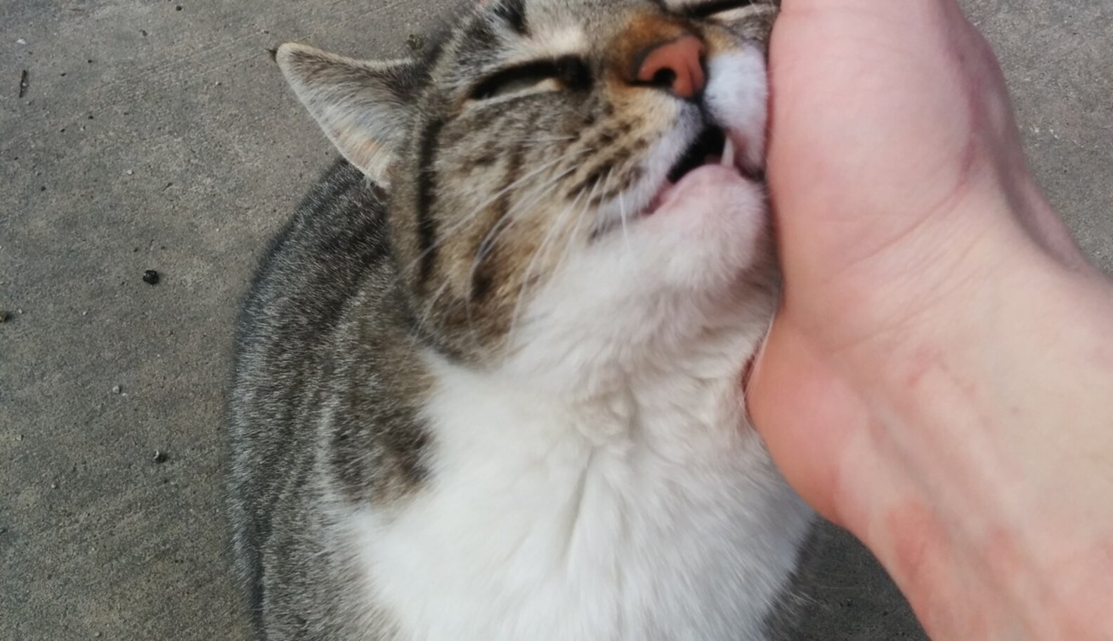 21 Reasons We Can't Help But Love Our Cats — Even When They're Jerks The Dodo