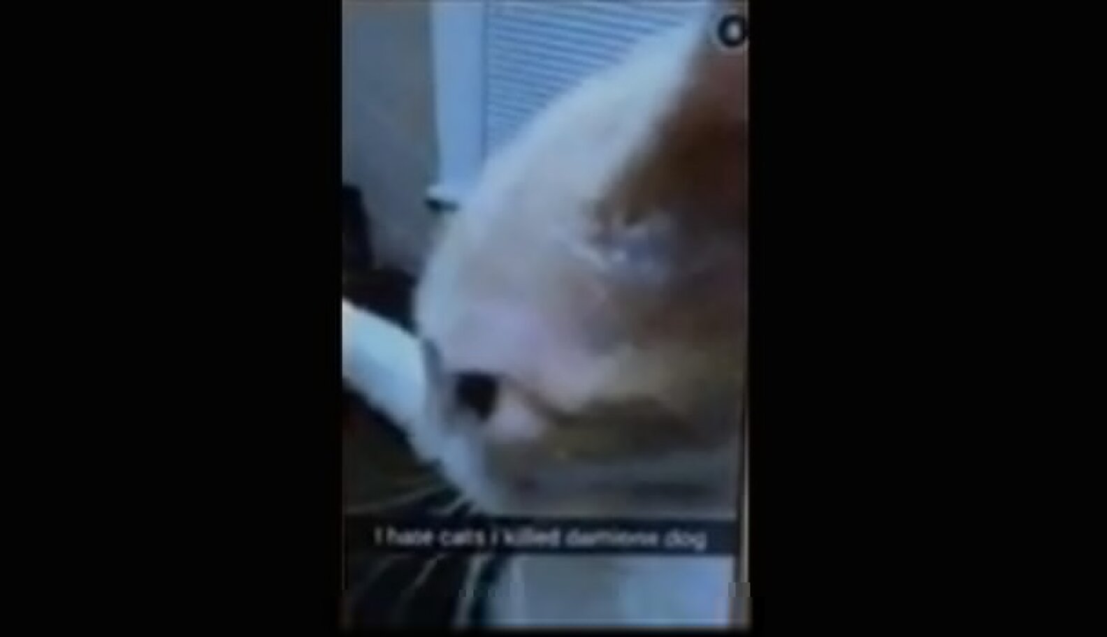 Man Films Himself Throwing Young Cat At Wall, Snapchat Gets Him